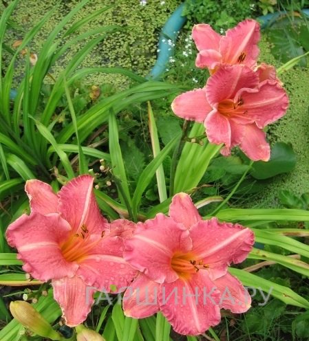 Лилейник Претти Фенси