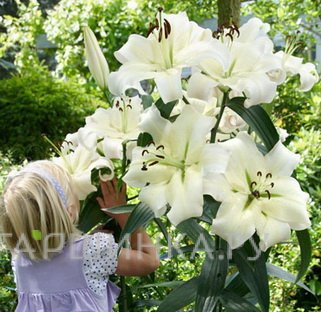 Лилия Притти Вумен ОТ-гибрид /2шт