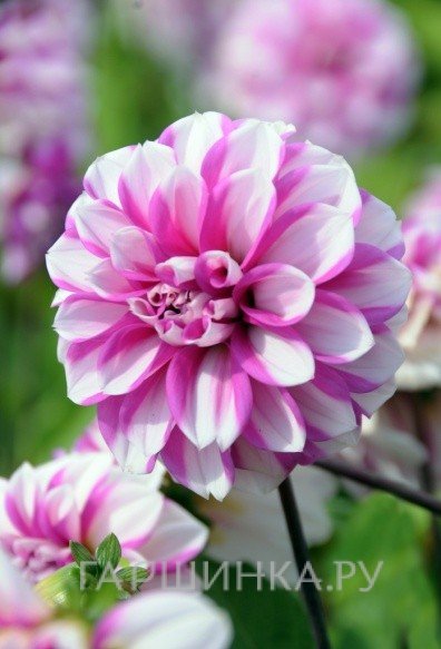 Георгина Принцесс Пинк декоративная