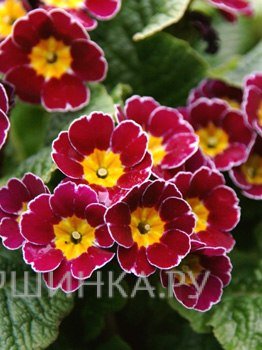 Примула Gold Lace Scaret NEW!