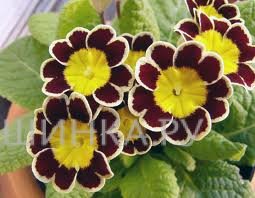 Примула Silver Lace Black NEW!