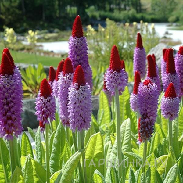 Примула Виаля