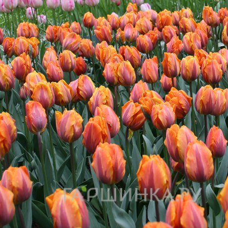 Тюльпан Принцес Ирэн Триумф 5шт.