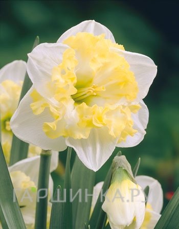 Нарцисс Принтал гофрир.коронка 5шт.