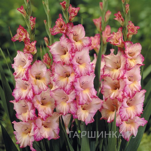 Гладиолус Присцилла 5 шт