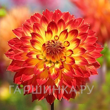 Георгина Процион декоративная