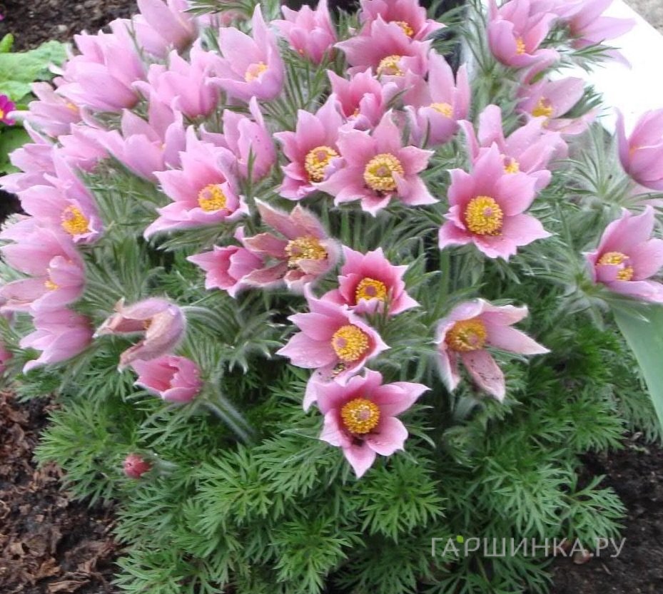 Прострел Розеа