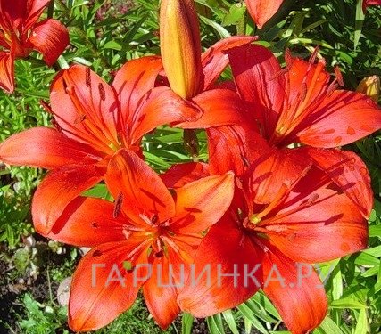 Лилия Прунотто азиатская/ 2шт