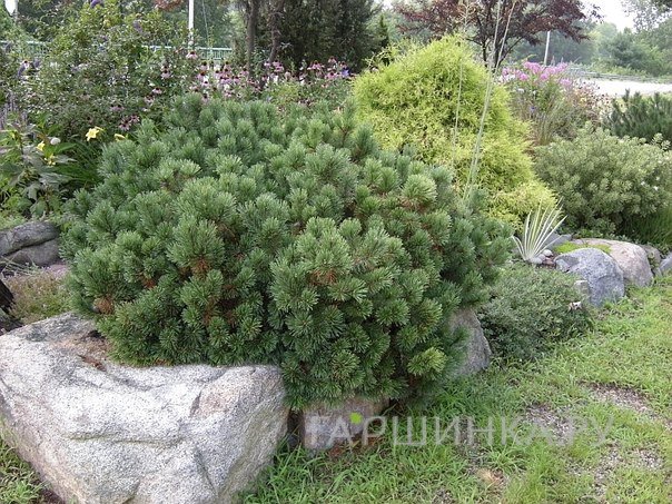 Сосна горная Пумилио