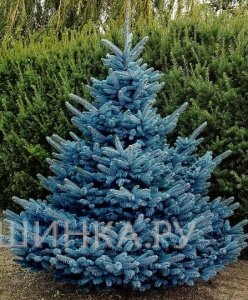 Ель колючая Хупси