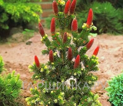 Ель колючая Лаки Страйк