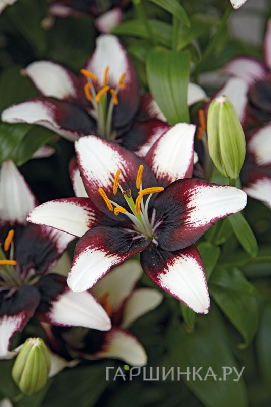 Лилия Пурпл Харт азиатская/2шn
