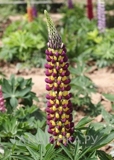 Люпин Lupinus Purple/Yellow