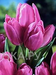 Тюльпан Пепл Букет многоцветковый 5шт.