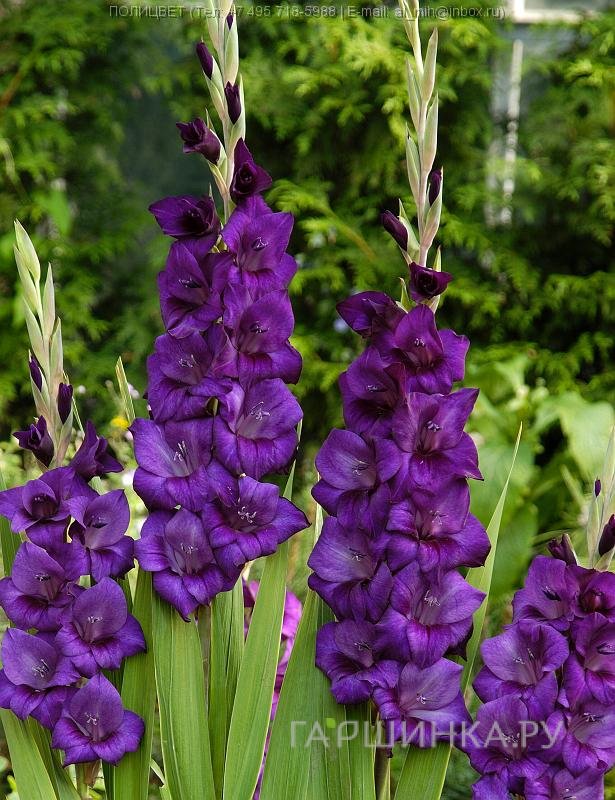 Гладиолус Пепл Флора