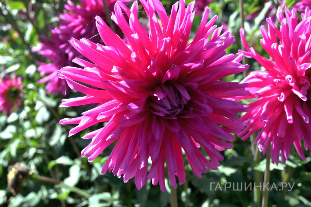 Георгина Пурпл Джем кактусовая