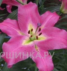 Лилия Пепл Леди ОТ-гибрид /2шт