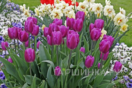 Тюльпан Пепл Принц  простой раний 5шт.