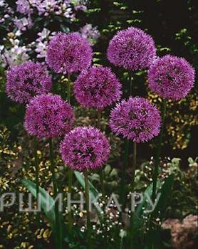 Лук декоративный Перпл Сенсейшн 5 шт