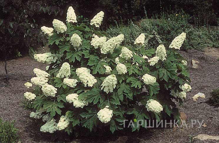 Гортензия Айс Кристал дуболистная