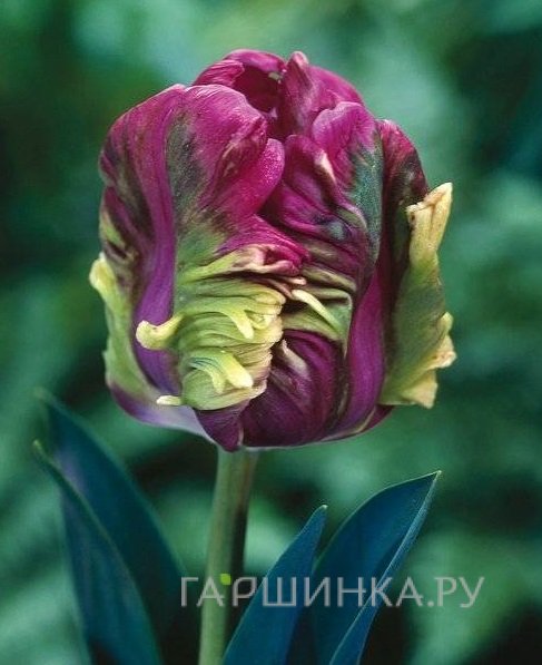 Тюльпан Рай попугайный 4шт