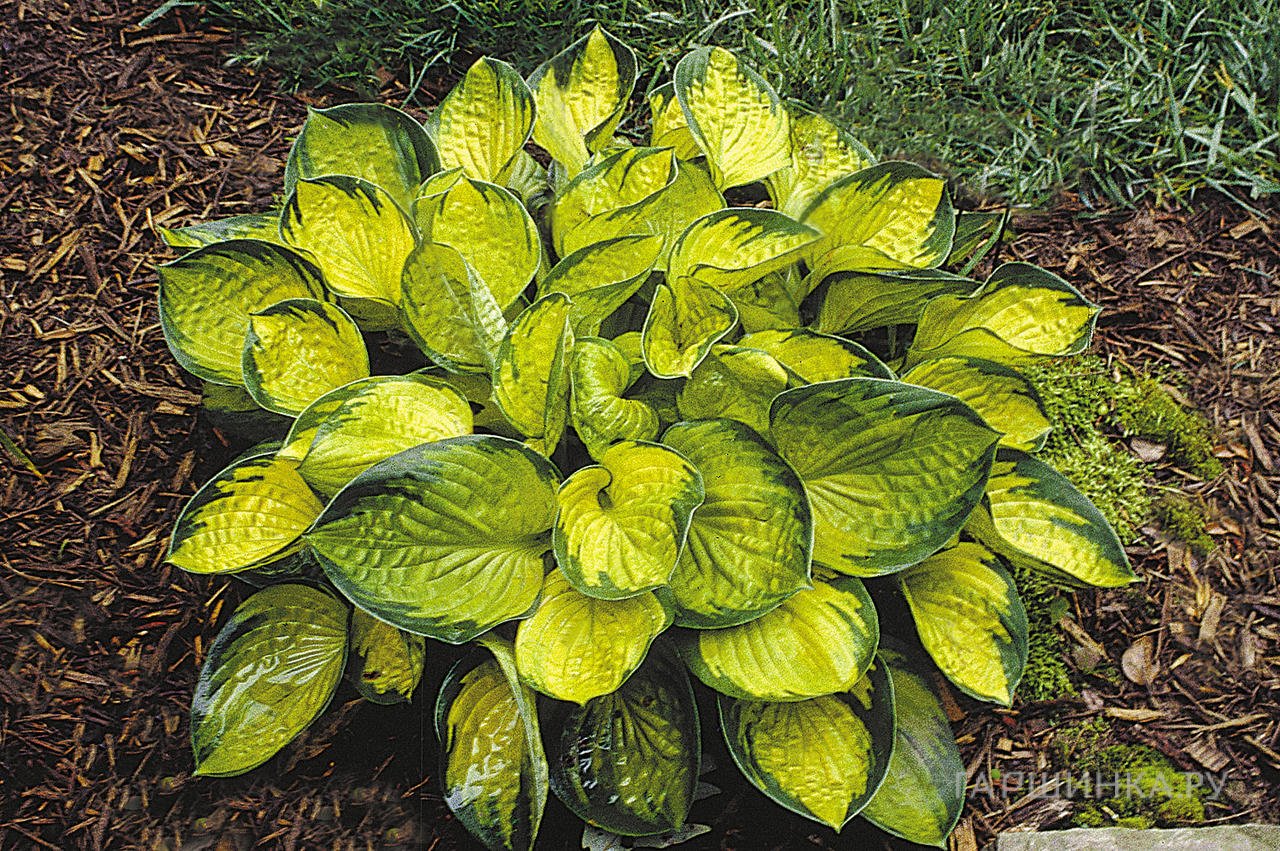 Хоста Рейнфорест Санрайз (M)