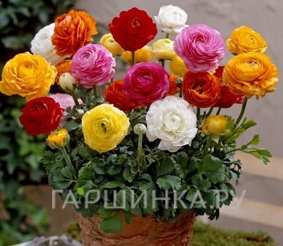 Ранункулюс микс 10шт