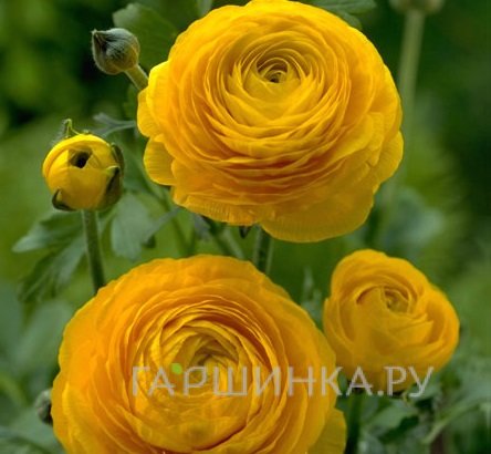 Ранункулюс Еллоу 10шт.