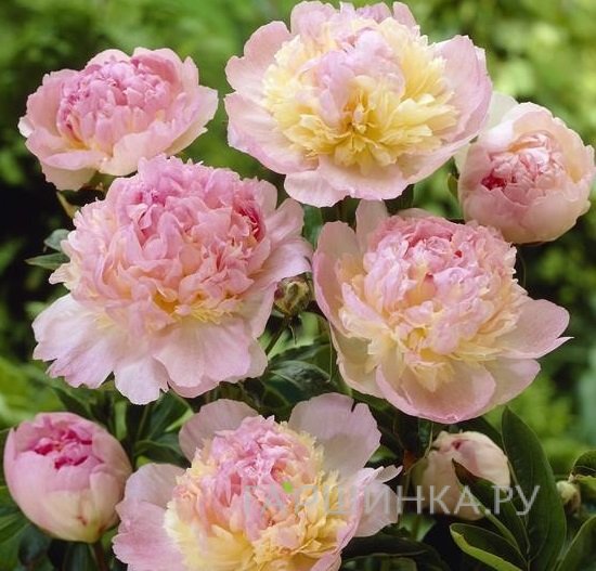 Пион Расбери Сандей