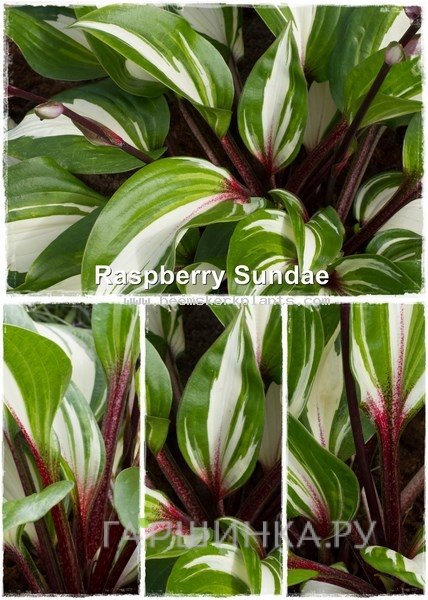 Хоста Распберри сэнди (S)