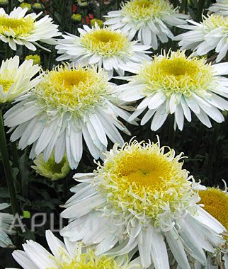 Ромашка (Нивяник) Рил Глори