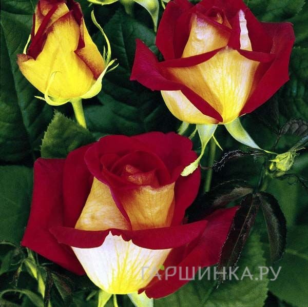 Роза Ребекка чайно-гибридная, Тантау (лиц)