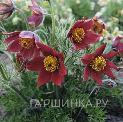 Прострел Ред/Рубра