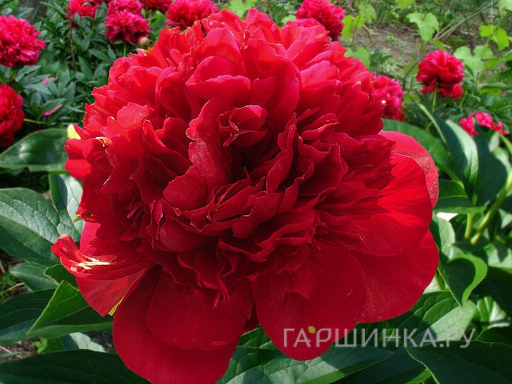 Пион Рэд Шарм