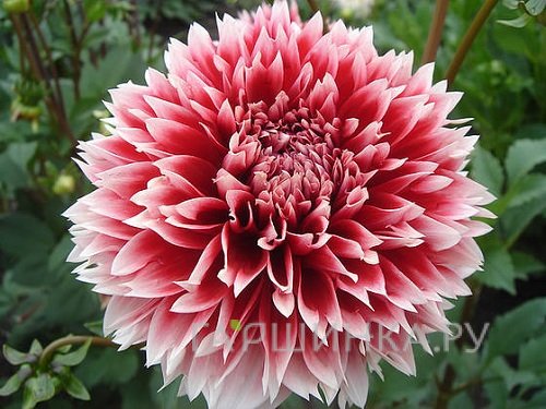 Георгина Ред энд Вайт Фубуки декоративная