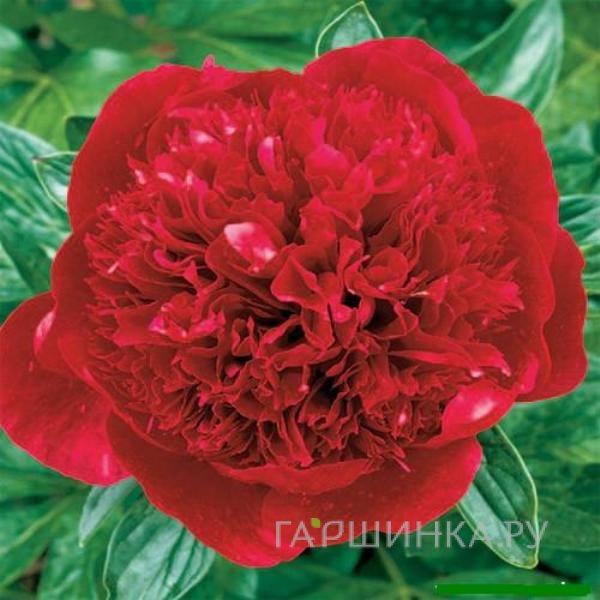 Пион Ред Мэджик