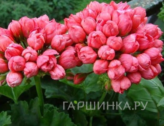 Пеларгония тюльпановидная Ред Пандора