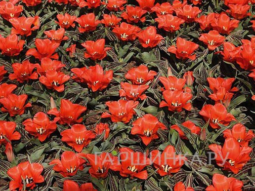 Тюльпан Ред Райдинг Худ 5шт