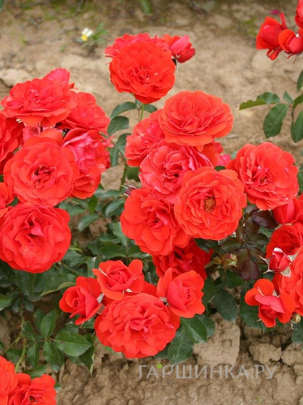 Роза Ред Ривер флорибунда, Imperial Rose