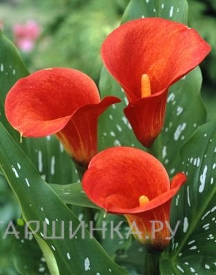 Калла Ред Сокс