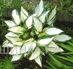 Хоста Ремембер Ми (M)