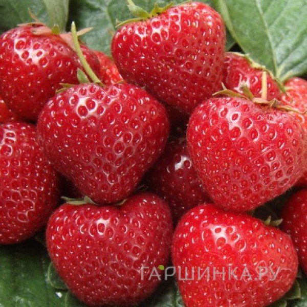 Клубника Сельва ремонтантная