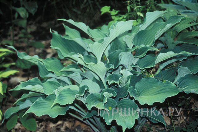 Хоста Рестлесс Сиа (M)