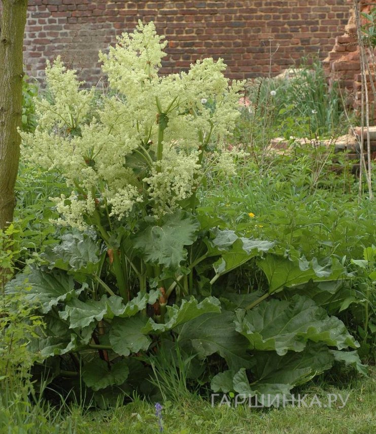 Ревень волнистый Rheum Rhabarbarum