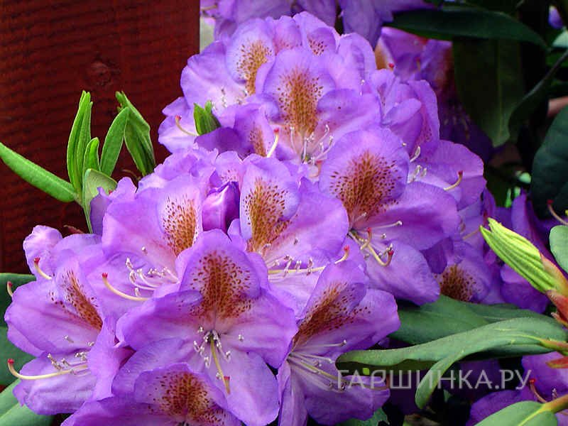 Рододендрон гибридный Блютопия