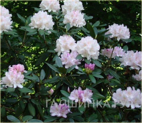 Рододендрон Эскимо