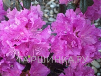 Рододендрон ПЖМ Элит гибридный
