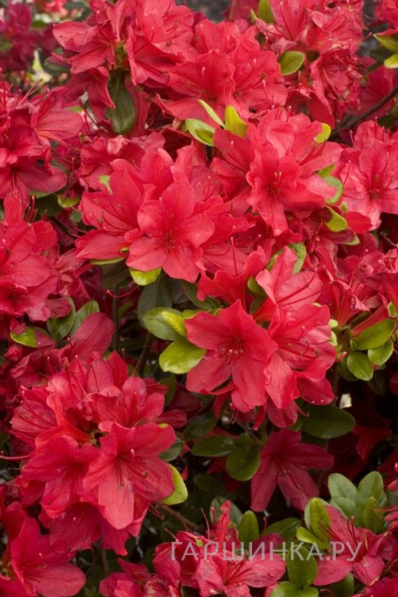 Рододендрон якушиманский Нино Кримсон
