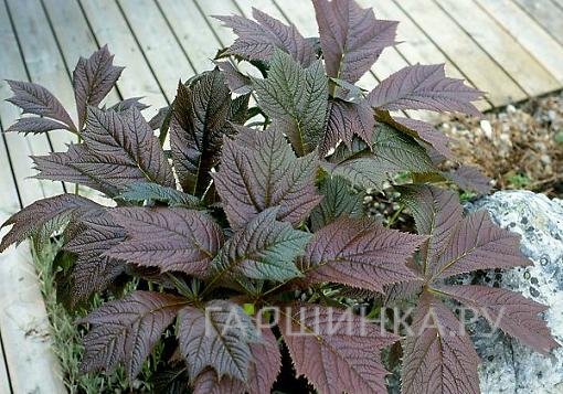 Роджерсия Браунлауб стополистная