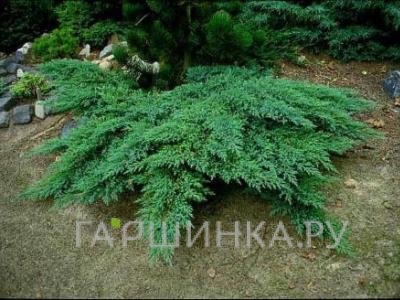 Можжевельник казацкий Рокери Гем